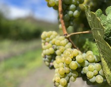 Bohemian Vineyards and Wine Tasting, 4WD Tour with Lunch