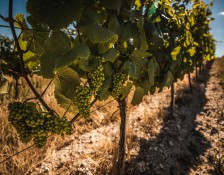 Bohemian Vineyards and Wine Tasting, 4WD Tour with Lunch